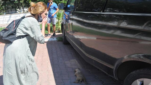 Mahalle sakinleri hüngür hüngür ağladı! Yavru köpekleri önce zehirleyip sonra yakmışlar Mahalle sakinleri hüngür hüngür ağladı! Yavru köpekleri önce zehirleyip sonra yakmışlar