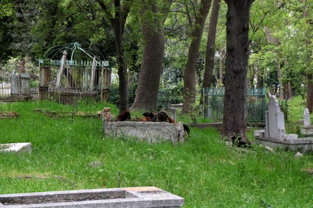 Mezarlığa dadanan köpekler mahalleliyi canından bezdirdi