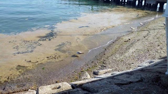 Balıkçılar denize açılamıyor! Marmara'yı deniz salyası kapladı