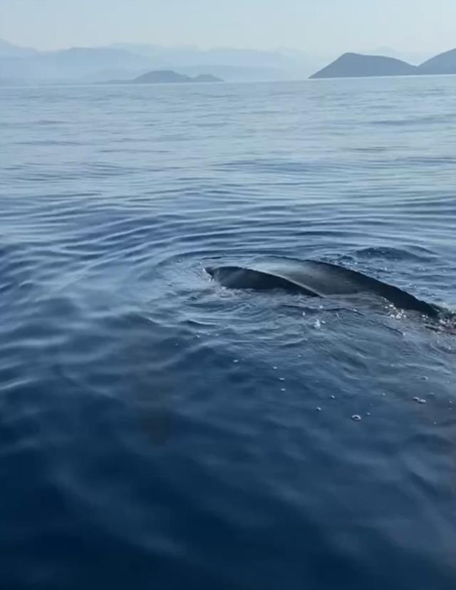 Okyanuslarda yaşayan deri sırtlı deniz kaplumbağası Türkiye'de ilk kez görüntülendi