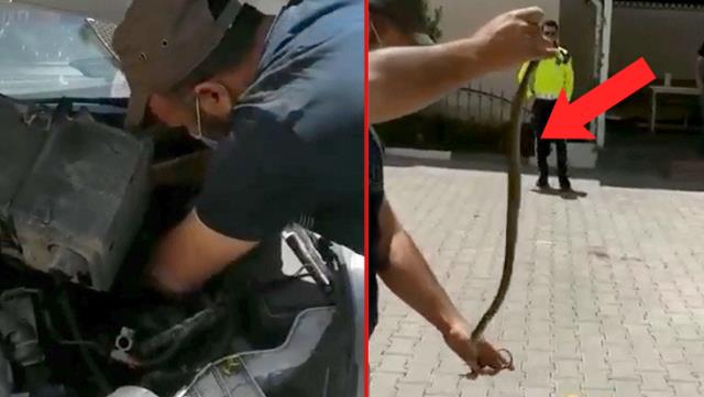 Otomobilin motoruna giren yılanı çıplak elle çıkardılar