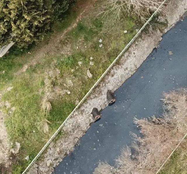 Pendik ve Kartal sahilindeki kirliliğin sebebi belli oldu: Deniz salyası