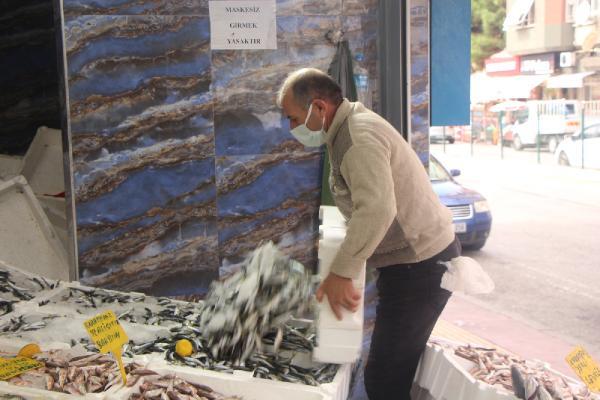 Samsun'da istavrit bolluğu; kilosu 8 TL'ye düştü