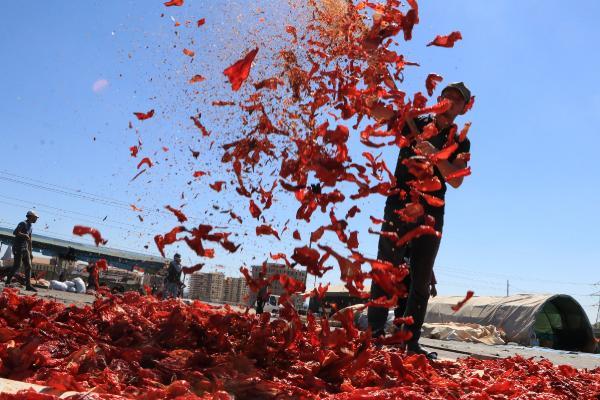 Şanlıurfa'da isot, 10 bin kişiye geçim kaynağı oldu