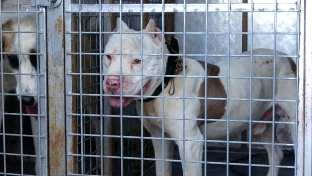 Sokağa çıkabilmek için yanlış köpeği seçti, ceza yemekten kurtulamadı