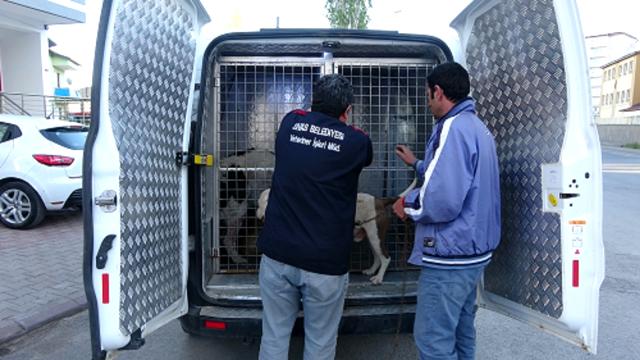 Sokağa çıkabilmek için yanlış köpeği seçti, ceza yemekten kurtulamadı