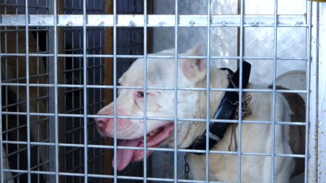Sokağa çıkabilmek için yanlış köpeği seçti, ceza yemekten kurtulamadı