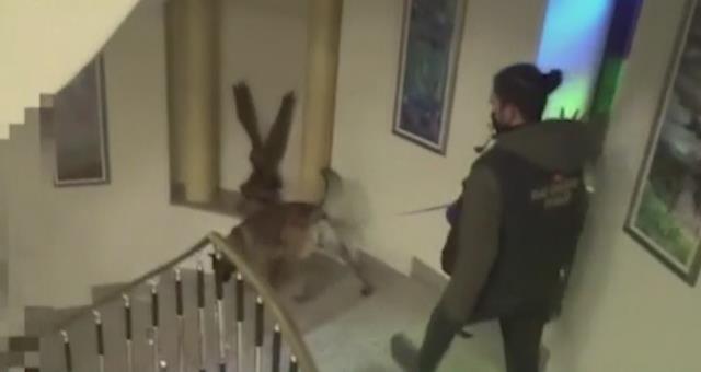 Son Dakika: Sedat Peker'in evinin arandığı operasyonun görüntüleri yayınlandı! İşte o anlar Son Dakika: Sedat Peker'in evinin arandığı operasyonun görüntüleri yayınlandı! İşte o anlar