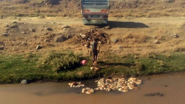 Sorumsuz vatandaş, kurbanlık hayvanların atıklarını akarsuya döktü