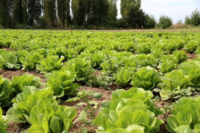 Tarladan ucuza alınan sebzede fahiş fiyatlar tüketiciyi mağdur ediyor