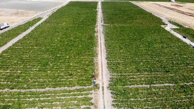 Tarladan ucuza alınan sebzede fahiş fiyatlar tüketiciyi mağdur ediyor