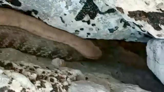 Tek şehir iki farklı görüntü: Bir tarafta yılanla sohbet ettiler, diğer tarafta taşladılar
