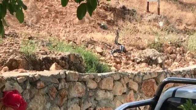 Tek şehir iki farklı görüntü: Bir tarafta yılanla sohbet ettiler, diğer tarafta taşladılar