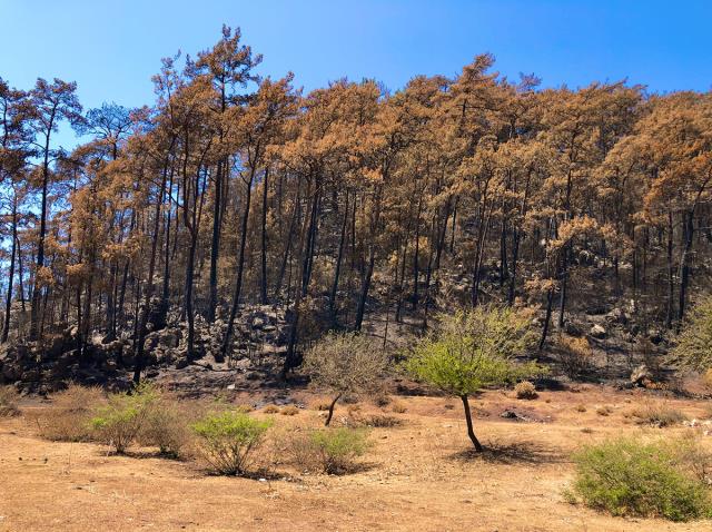 Yangın bölgesinden sevindiren görüntüler! Orman küllerinden doğuyor