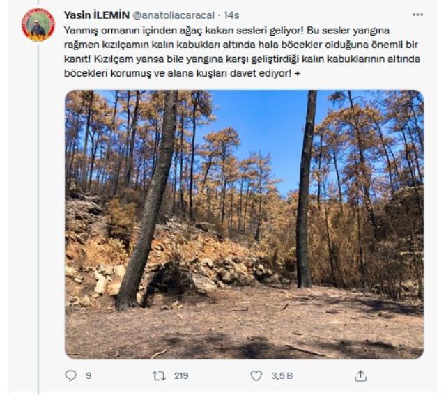 Yangın bölgesinden sevindiren görüntüler! Yanan ormanlar küllerinden doğuyor