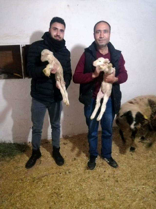 Yeni doğan kuzunun 'Anne' diye seslenmesi herkesi şaşkına çevirdi