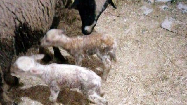 Yeni doğan kuzunun 'Anne' diye seslenmesi herkesi şaşkına çevirdi Yeni doğan kuzunun 'Anne' diye seslenmesi herkesi şaşkına çevirdi