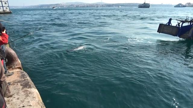 Son Dakika | Beyoğlu'nda ölü yunus karaya vurdu