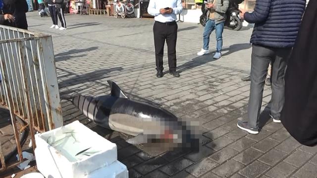 Yer Karaköy! Kanlar içerisinde karaya vuran yunus, ekipleri harekete geçirdi Yer Karaköy! Kanlar içerisinde karaya vuran yunus, ekipleri harekete geçirdi