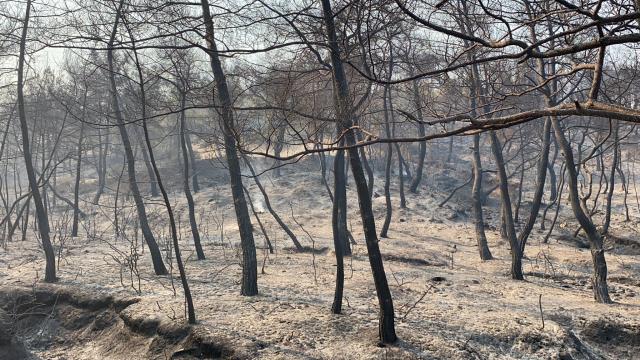 Yurdun dört bir köşesindeki yangınlar geride acı görüntüler bıraktı